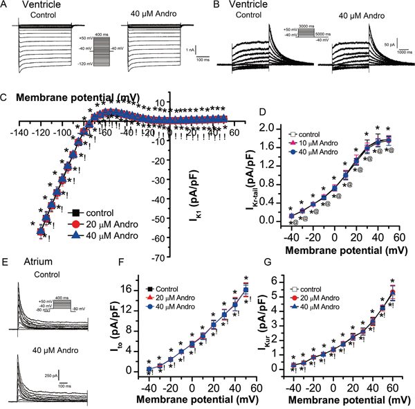 Effects of andrographolide on IK1, IKr, Ito, and IKur.