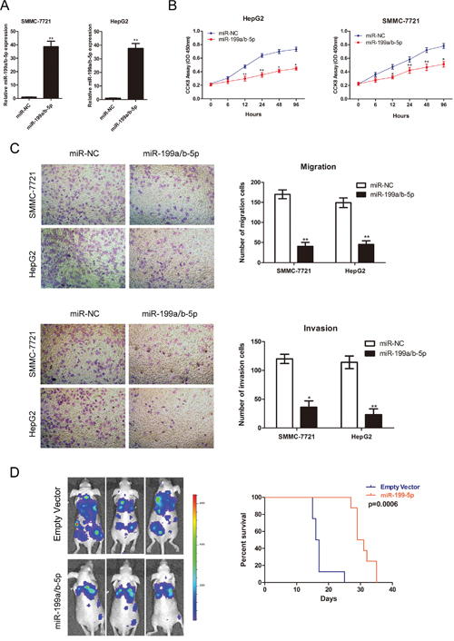 MiR-199a/b-5p overexpression reduces HCC proliferation and metastasis.