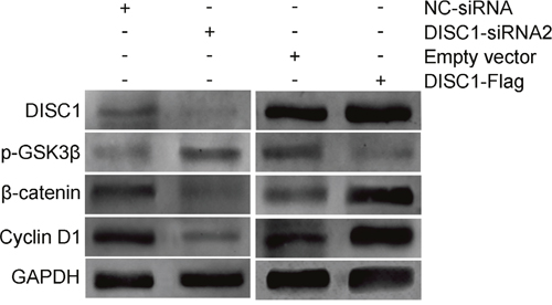 Effects of DISC1 expression on GSK3&#x03B2;/&#x03B2;-catenin signaling in NSCLC cells.