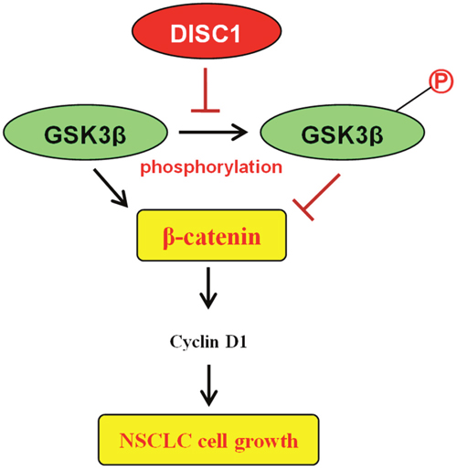 Hypothesized mechanism for DISC1 overexpression promotion of NSCLC cell proliferation.