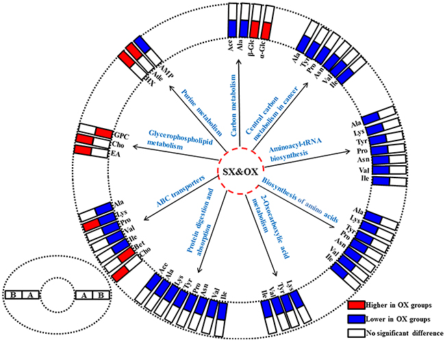 The differentiated metabolic pathways between subcutaneous and orthotopic xenograft groups based on the dominant metabolites in tissue metabonomes.