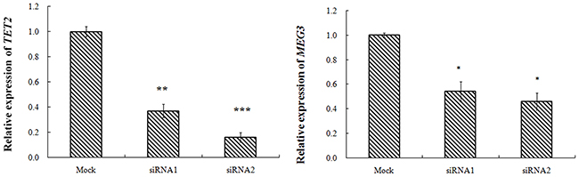 K562 cell transfection TET2-siRNA, MEG3 and TET2 gene expression.