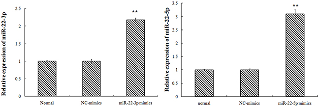 K562 cell transfection miR-22-3p/5p, miR-22-3p/5p expression (the nucleic acid level).