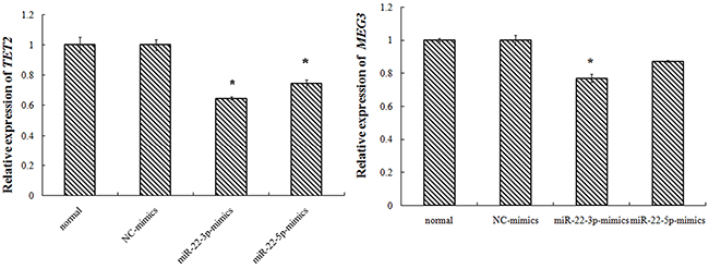 K562 cell transfection miR-22-3p/5p, miR-22-3p/5p expression.