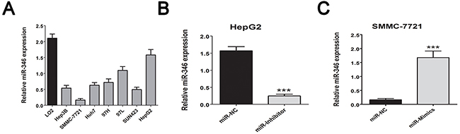 MiR-346 was aberrantly down-regulated in HCC cell lines.