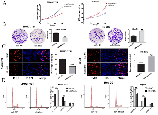 MiR-346 suppressed proliferation in vitro was associated with cell cycle.