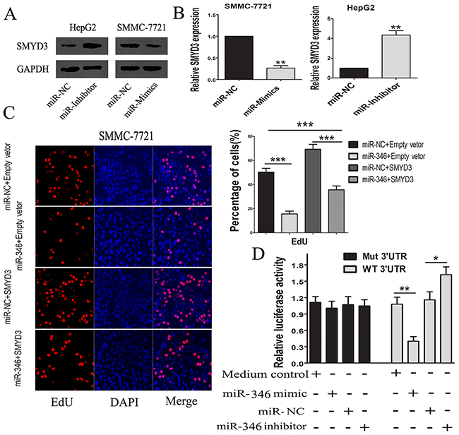 MiR-346 induced the down-regulation of SMYD3.