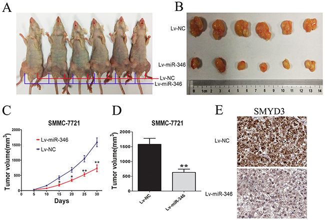 MiR-346 inhibited tumor growth in vivo.