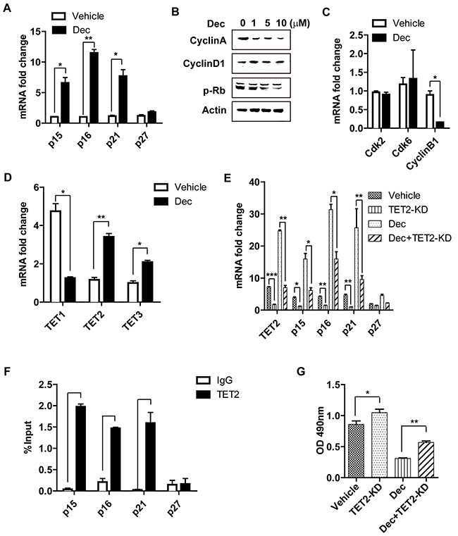 The inhibition of decitabine on T cell proliferation is associated with increased expression of several cell cycle inhibitors and TET2.