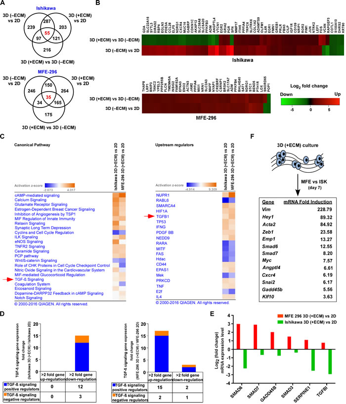 Gene networks and canonical pathways in EC monolayers vs 3D colonies.