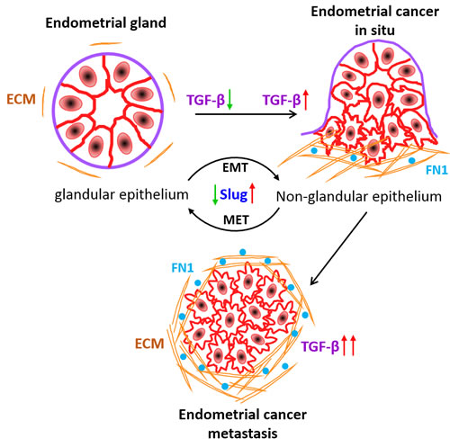 Working model of ECM derived TGF-&#x3b2; signalling during EC metastasis.