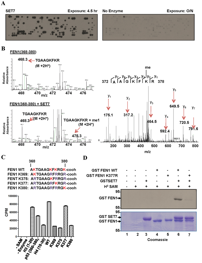 SET7 methylates FEN1 at K377.