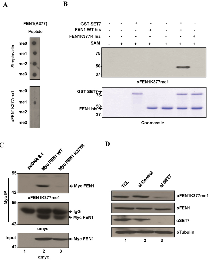 FEN1 is monomethylated at K377 by SET7