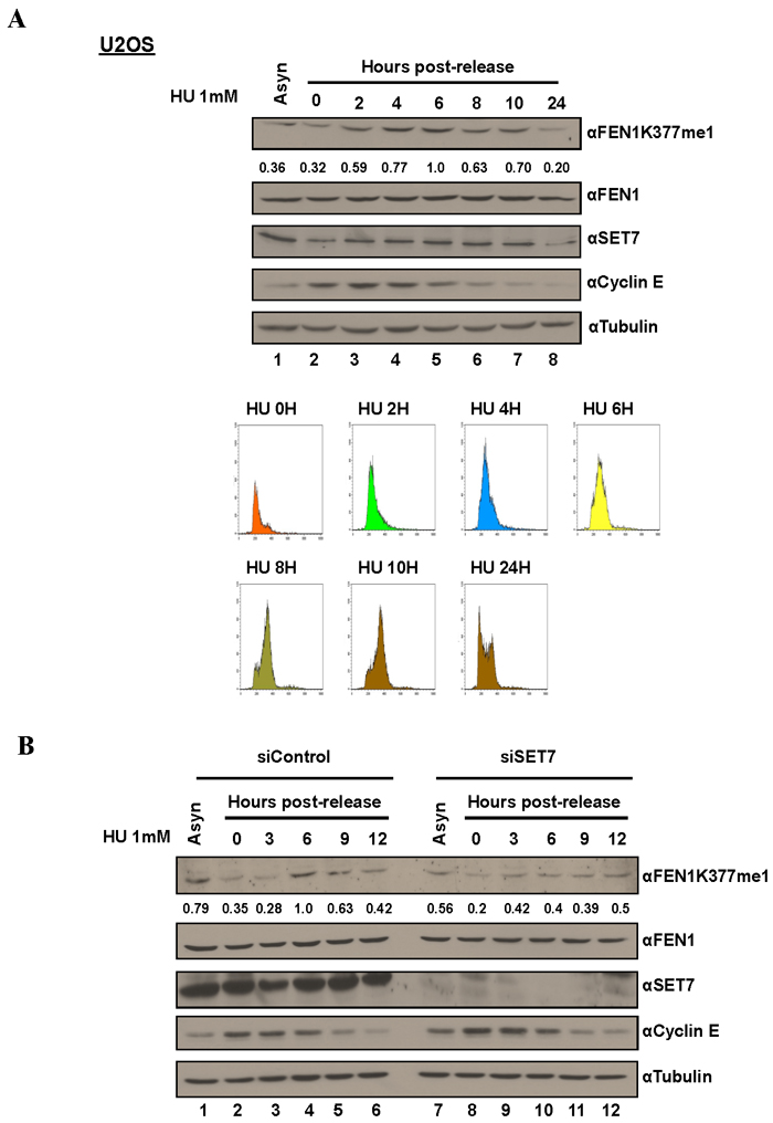 FEN1K377me1 is regulated as U2OS cells progress through S phase.