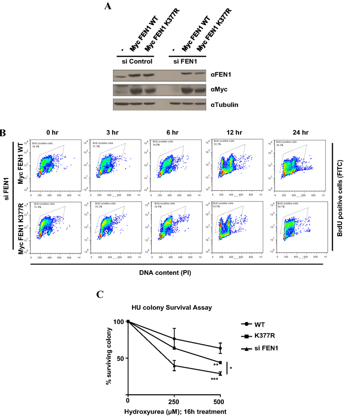 FEN1 K377 methylation is essential for cell survival to replicative stress.