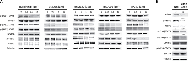 PI3K/mTOR inhibitors modulate phosphorylation pattern of STAT5.