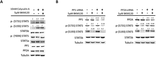 PP2A is involved in the de-phosphorylation of STAT5 serine residues in JAK2V617F mutated cells.