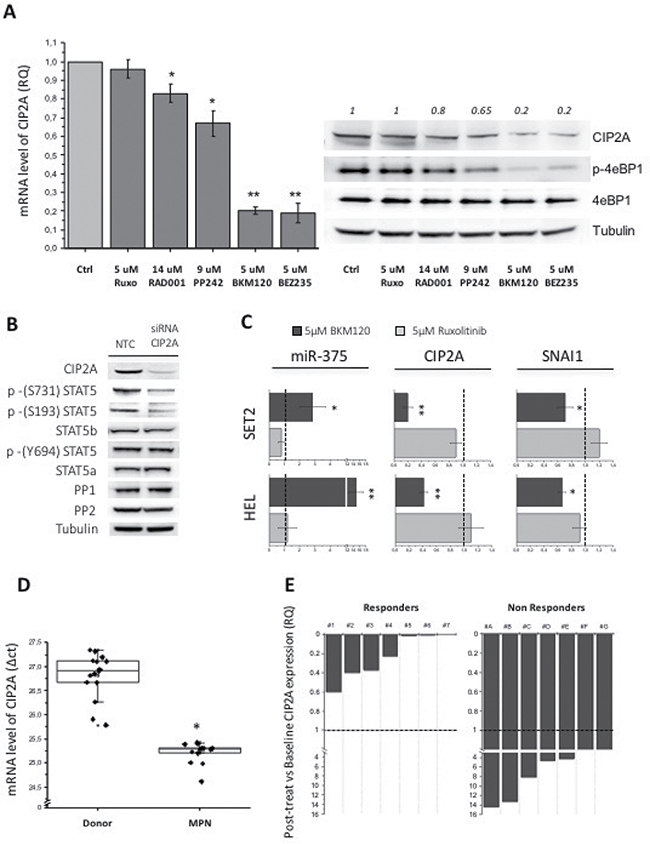 The expression of the PP2A inhibitor CIP2A affects the phosphorylation pattern of STAT5 serine residues.