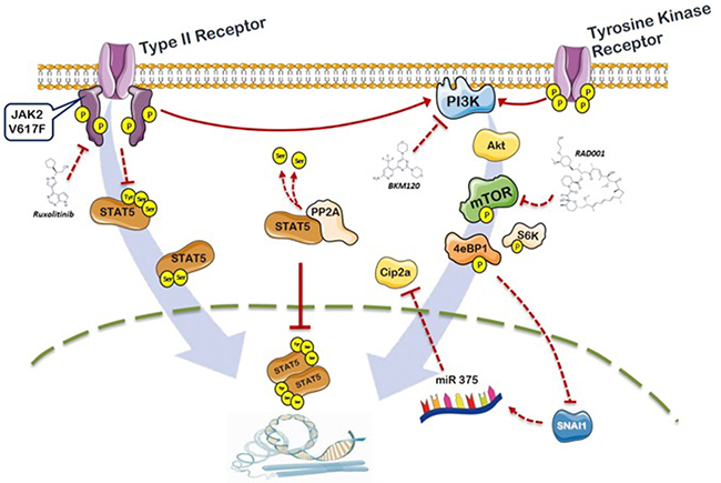 Schematic representation of the role of PI3K/mTOR signaling and PP2A/CIP2A axis in the phosphorylation of STAT5b in JAK2V617F mutated cells.