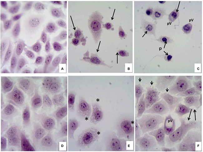 Cytotoxic effect of the compound 6C in SiHa and Chang cells.