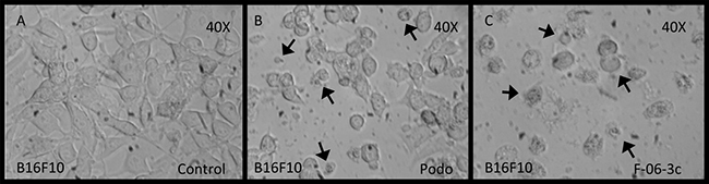 B16F10 cells under conditions of apoptosis with podophyllotoxin and 6C.