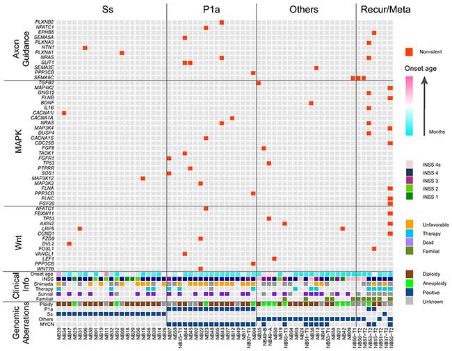 Landscape of genomic and genetic alternations in 64 NB samples.