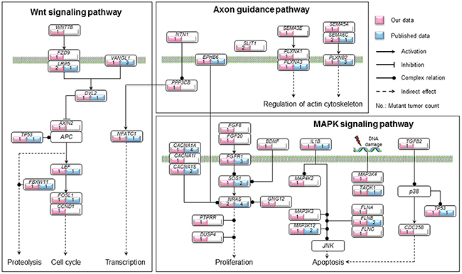 Summary of genetic alterations involved in the axon guidance, MAPK and Wnt pathways identified in our study.