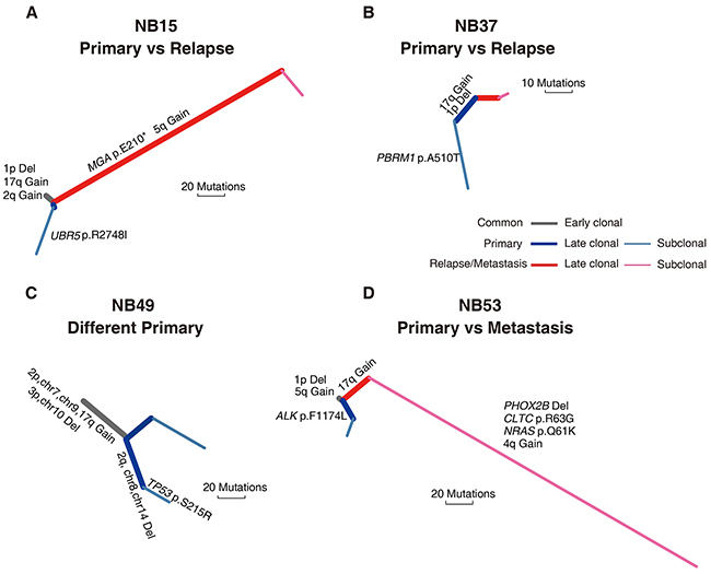 Phylogenetic trees of four spatially or temporally separated NB tumor pairs.
