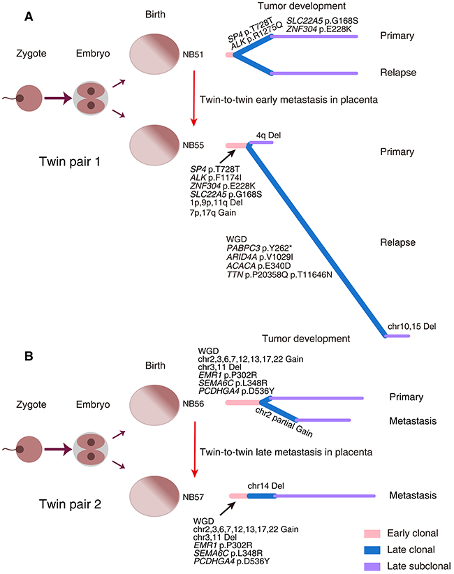 Evolutionary trajectories of monozygotic twin NBs.