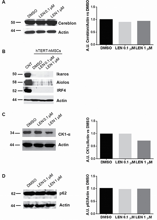 LEN treatment decreased CK1-&#x03B1; levels in hTERT-hMSCs.