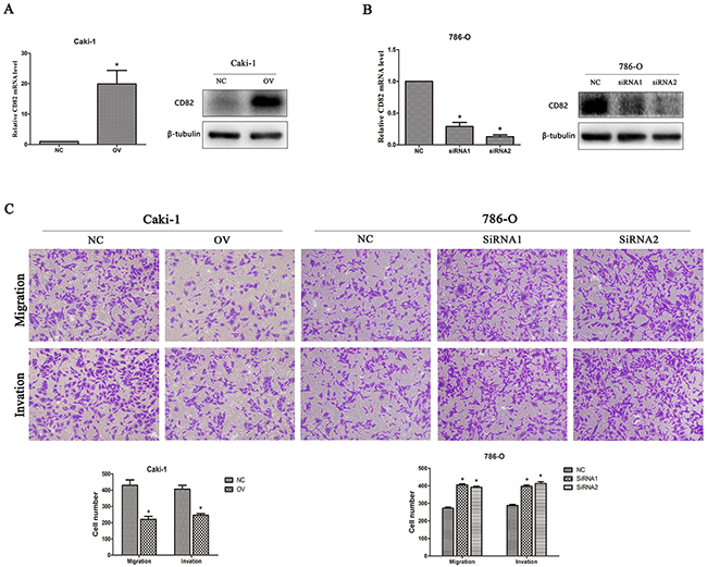 CD82 inhibits cell migration and invasion in RCC cells.