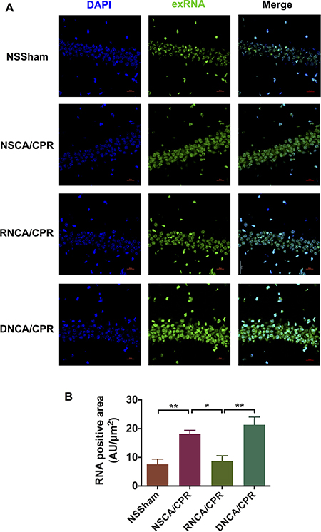 Staining and quantitative analysis of exRNA-associated fluorescence in mouse hippocampus CA1 area on day 3 after cardiac arrest and cardiopulmonary resuscitation.