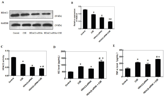 CSE reduces theHDAC2 expression and enhances inflammatory cytokine production in differentiating C2C12 cells.