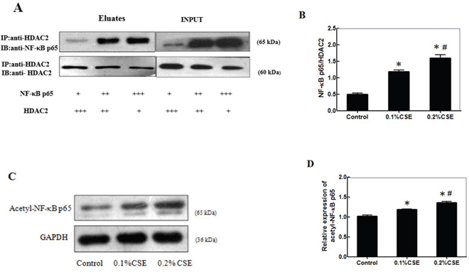 CSE inhibits HDAC2 expression and interaction with NF-&#x03BA;Bp65 to accumulate acetyl-NF-&#x03BA;Bp65 in differentiating C2C12 cells.