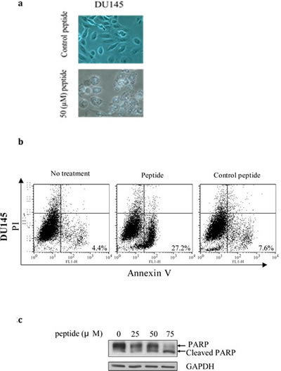 Fig 2: 2a) The PEP induces morphological changes associated with apoptosis.