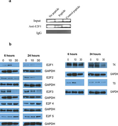 Fig 4: 4a) The PEP inhibits E2F1 protein binding to its promoter.