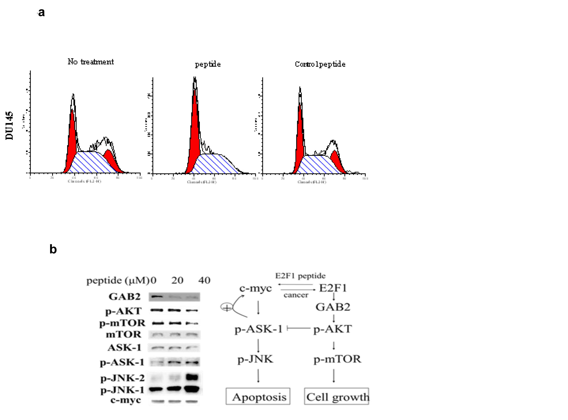 Fig 3: 3a) Effect of PEP on the cell cycle: Following treatment of Du-145 cells with PEP for 12h and PI staining, cells were analyzed by flow cytometry and quantitated (bottom panel).