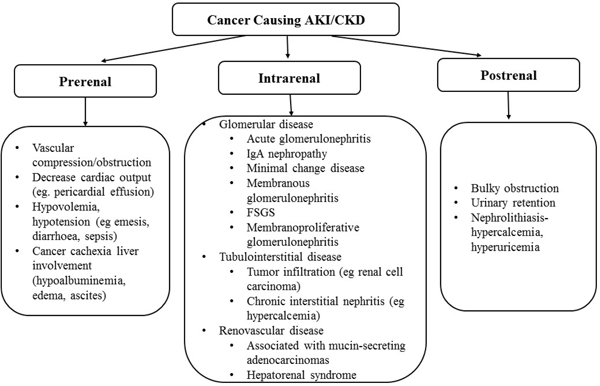 Cancer causing acute kidney injury (AKI) and/or chronic kidney disease (CKD).