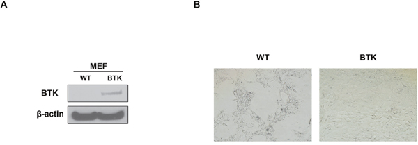 BTK suppresses cellular senescence in mouse embryonic fibroblasts.