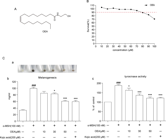 Effect of OEA on cellular melanin synthesis and tyrosinase activity in &#x03B1;-MSH-stimulated B16 cells.