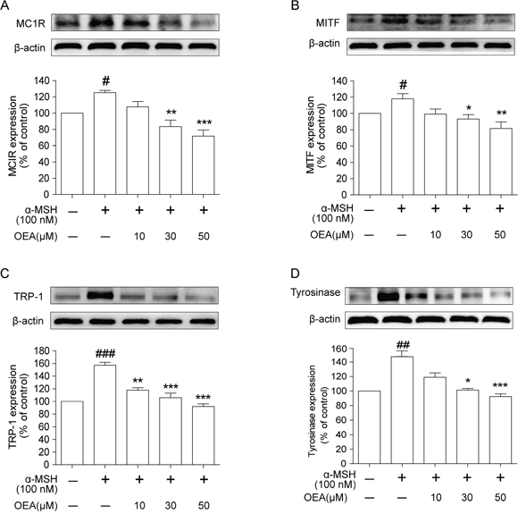 Effect of OEA on the expression of melanogenesis-related proteins in &#x03B1;-MSH-stimulated B16 cells.