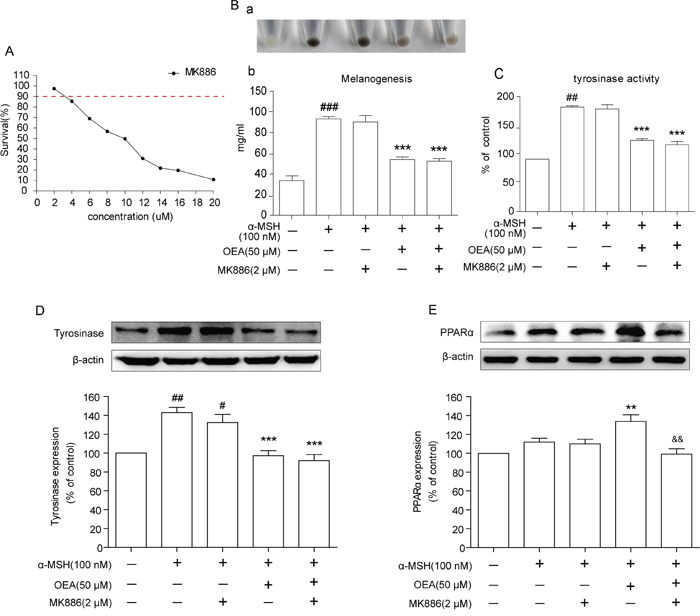 Effects of OEA on the PPAR&#x03B1; signaling in &#x03B1;-MSH-stimulated B16 cells.