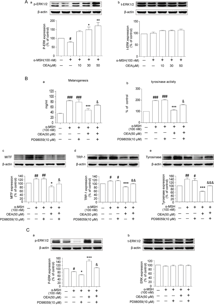 Effects of OEA on the ERK signaling pathway in &#x03B1;-MSH-stimulated B16 cells.