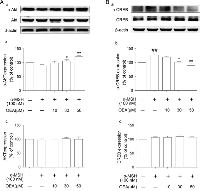 Effect of OEA on Akt and CREB signaling pathways in &#x03B1;-MSH-stimulated cells.