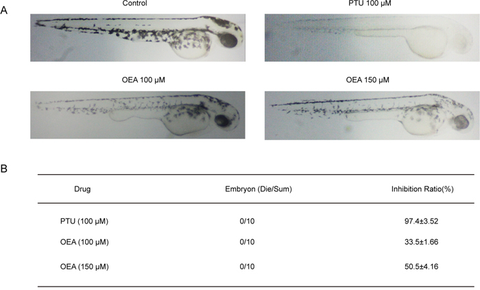 Effects of OEA on melanogenesis in zebrafish.