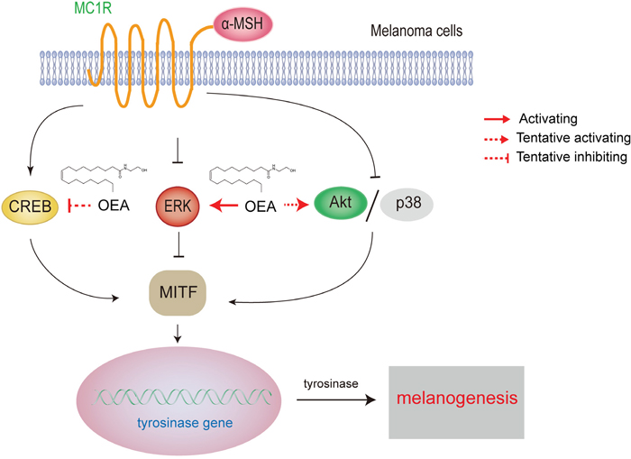 The mechanism of OEA inhibition of &#x03B1;-melanocyte stimulating hormone-stimulated melanogenesis in B16 melanoma cells.