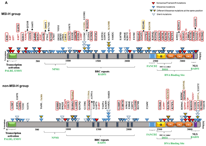 BRCA2 protein domain structure annotated with somatic alterations in MSI-H vs.