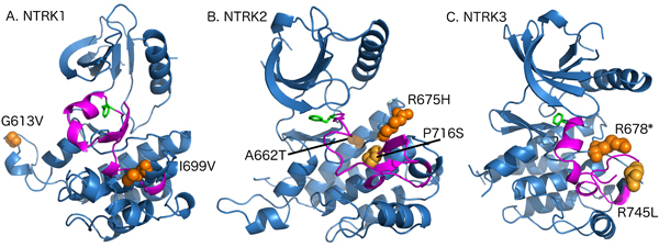 Model depicting the mutations in tyrosine kinase domain of NTRK genes.