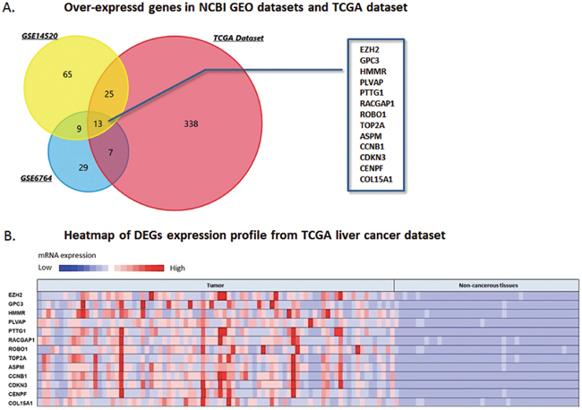 DEGs over-expressed in NCBI GEO datasets and TCGA database.