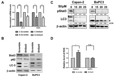 STAT3 is a modulator of autophagy.